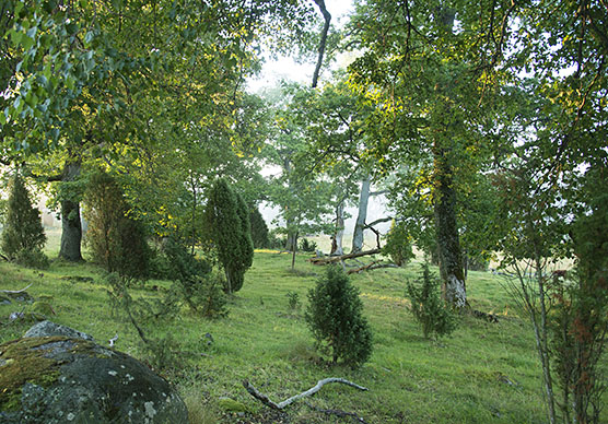 Grassland medow. Photo Riku Lumiaro